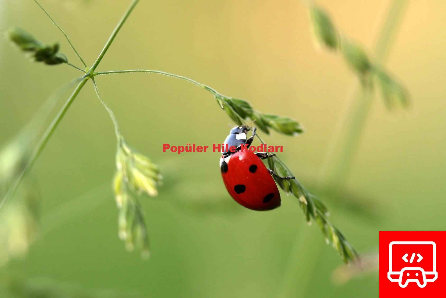 Popüler Hile Kodları